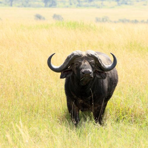 Buffalo - Maasai Mara Reserve - Kenya