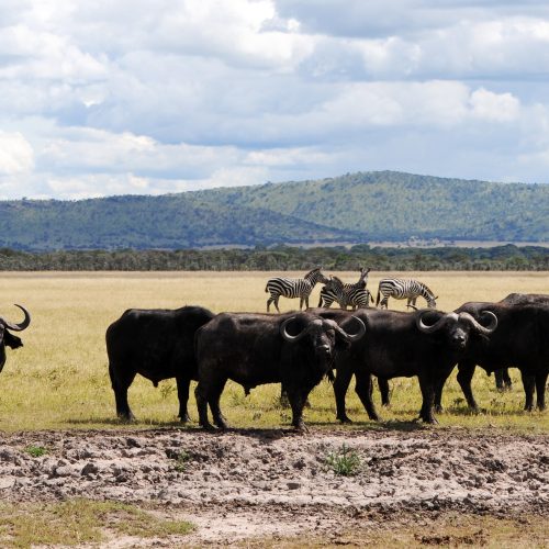 Buffaloes and zebras in savannah