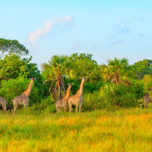Giraffes in Safari park in Tanzania
