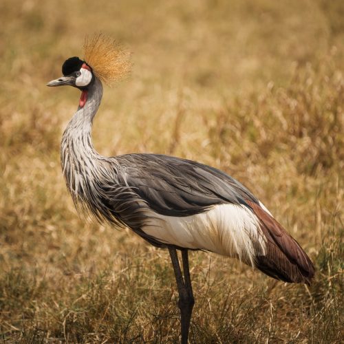 Grey crowned crane standing in the ngorongoro crater, tanzania