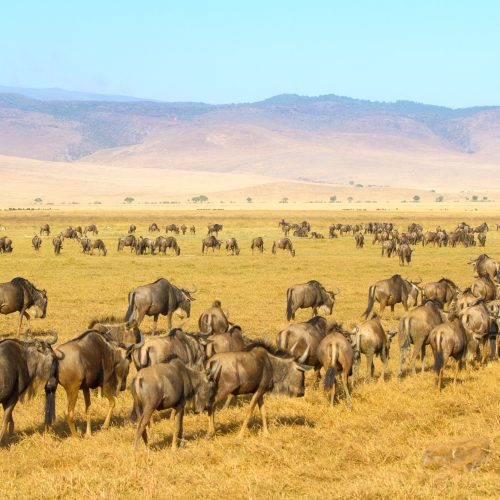 Herds of wildebeests walking in Ngorongoro