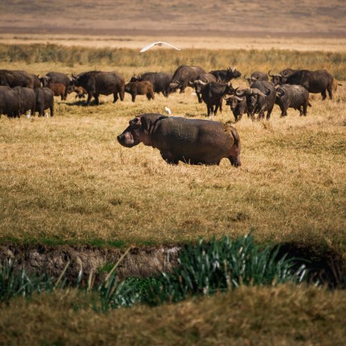 Hippopotamus grazing in ngorongoro crater with buffaloes in background