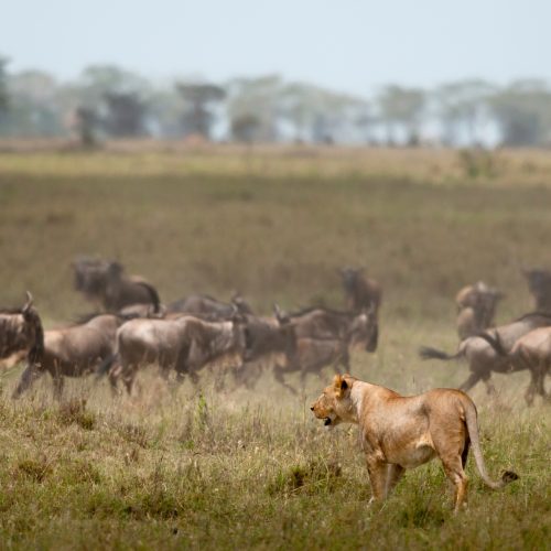 Lioness and herd of wildebeest at the Serengeti National Park, Tanzania, Africa