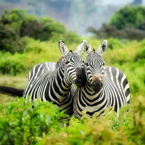 Two zebras in vibrant greenery showcasing African wildlife in their natural habitat.