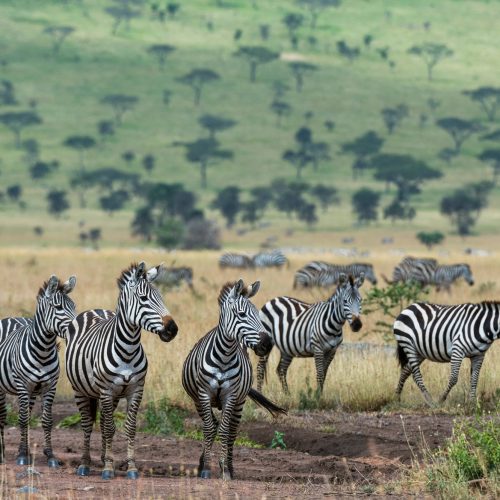 Plains zebras (Equus quagga), Seronera, Serengeti National Park, Tanzania