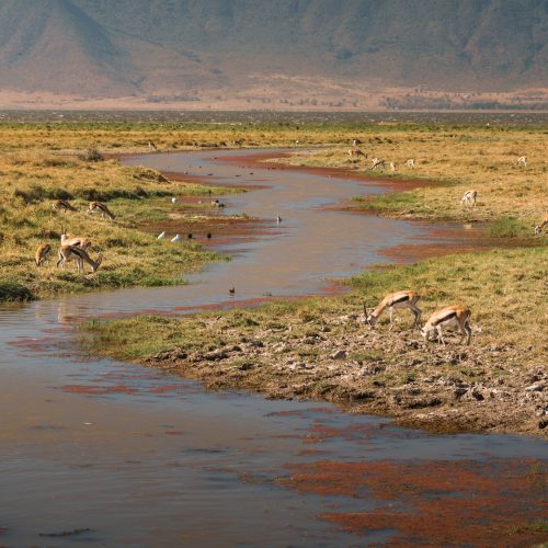 Thomson's gazelles grazing in ngorongoro crater, tanzania, africa