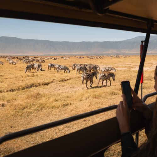 Tourist taking pictures of zebras in ngorongoro crater, tanzania, africa