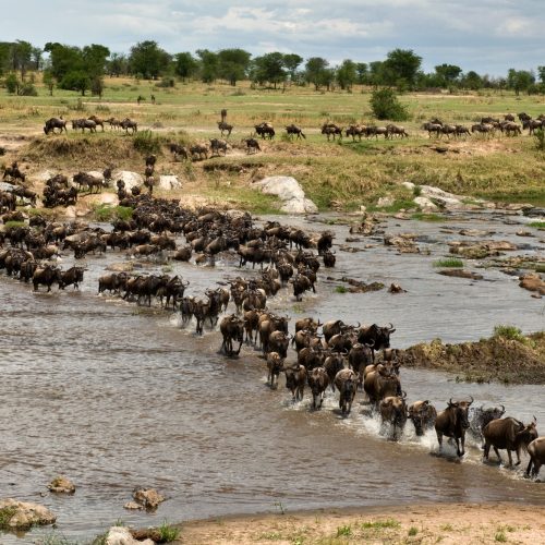Wildebeest, crossing river Mara, Serengeti National Park, Serengeti, Tanzania, Africa